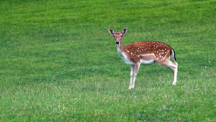 Dammwild Stück auf einer G
grünen Wiese (Gatter, Wildgehege)