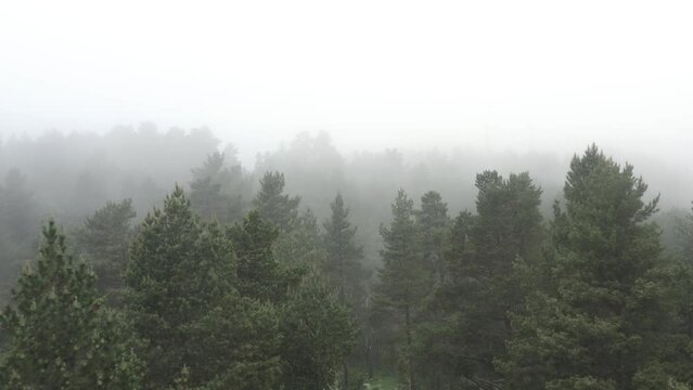 Paysage, forêt sombre et inquiétante sous la brume