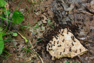 heap of ants on the ground, close-up