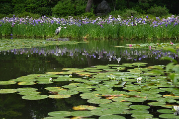 京都市平安神宮神苑の花菖蒲や睡蓮が美しい