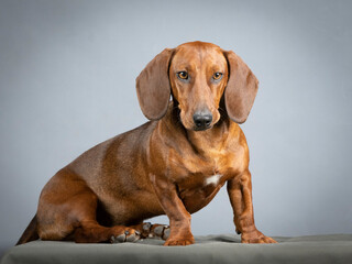 Brown smooth-haired dachshund sitting in a studio