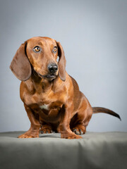 Brown smooth-haired dachshund sitting in a studio