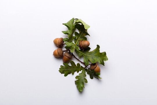 Branch with green oak tree leaves and acorns on colored background, close up top view
