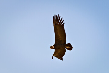 Andean condor (Vultur gryphus) soaring near Tupungato, province of Mendoza, Argentina.