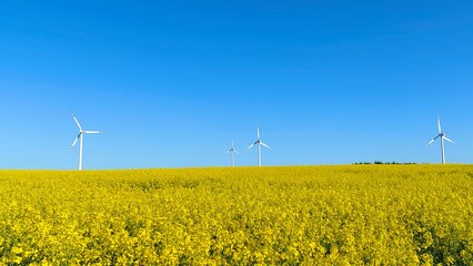 Wind turbines are located in a wide field, which is planted with rapeseed. Rapeseed bloomed. There is a bright blue cloudless sky over a yellow blooming field
