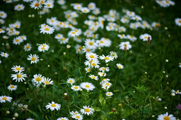 Daisies