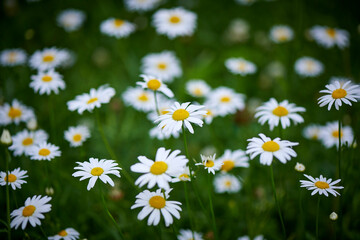 Daisies