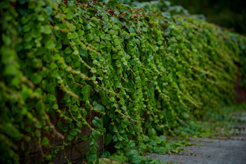 Ivy On wall