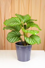 Calathea orbifolia plant in pot isolated on a fabric curtains background.