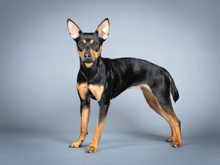 German pincher standing in a photo studio