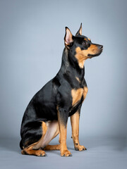 German pincher sitting in a photo studio