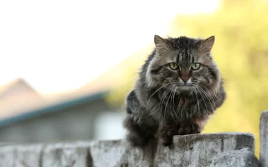 Foto op Plexiglas striped country cat sitting on the fence and looking in camera. High quality 4k footage © Andriy Medvediuk
