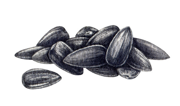 Sunflower seeds pile watercolor illustration. Hand drawn heap of dark shell seeds with white stripes. Whole sunflower raw seed group on white background