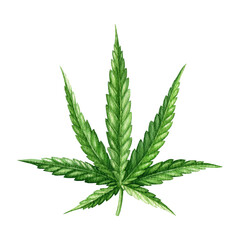 Cannabis sativa leaf watercolor element. Hand drawn hemp herb element. Cannabis green leaf on white background