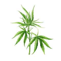 Fototapeta na wymiar Cannabis sativa plant watercolor illustration. Hemp medical herb watercolor element. Cannabis sativa hand drawn medicine plant on white background