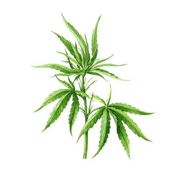 Cannabis sativa plant watercolor illustration. Hemp medical herb watercolor element. Cannabis sativa hand drawn medicine plant on white background