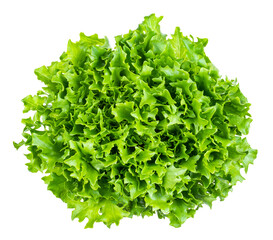 top view of head of fresh endive lettuce cutout - obrazy, fototapety, plakaty