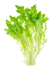 leaves of fresh endive lettuce cutout on white