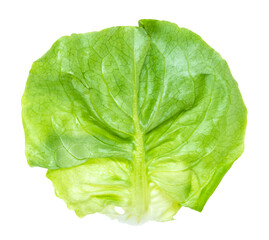 single natural leaf of boston lettuce cutout