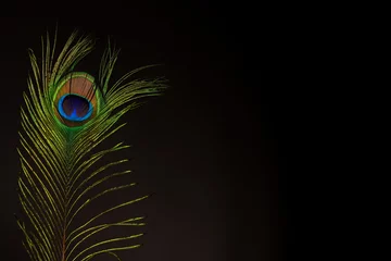 Foto op Plexiglas Close up peacock feather with copy space on black background. © Studio F.
