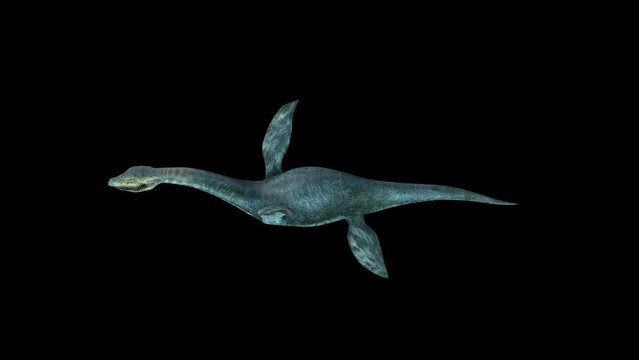 Plesiosaur Dinosaur Swim Top View animation.Full HD 1920&times;1080.5 Second Long.Transparent Alpha video.LOOP.