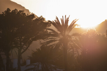 sunset and palm trees mallorca