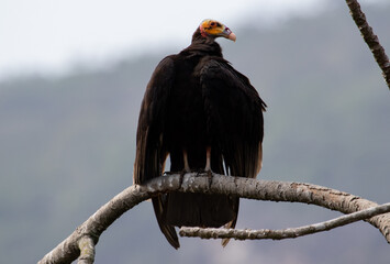 vulture