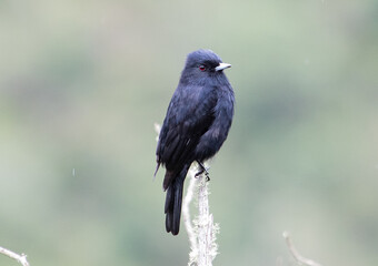 Black bird perched