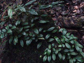 Tropical of green leaf in the wet forest in rainy season. Nature wallpapers.
