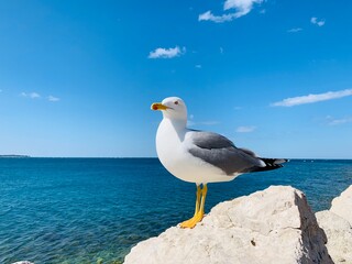 Seagull sitting on the stone 