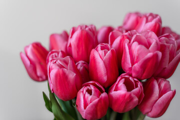 Fototapeta premium A bunch of pink tulips on a light background. Close-up. A delicate bouquet for the holiday. Spring abundance.