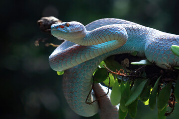 Blue viper snake closeup on branch,blue insularis,Trimeresurus Insularis