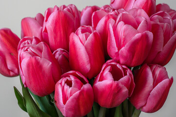 A bunch of pink tulips on a light background. Close-up. A delicate bouquet for the holiday. Spring abundance.