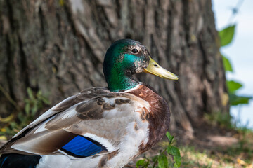 Portrait of a colorful mallard drake in front of a tree, close-up