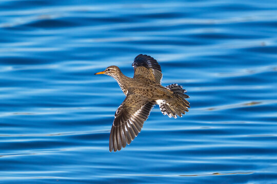 A beautiful image of a Spotted Sandpiper taking off by a lakeshore with spread out wings and tail feathers glistening in the afternoon sunlight with a vibrant blue lake in the background.