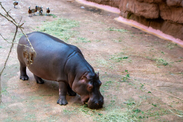 A group of common Hippopotamus amphibius or hippo in the South Luangwa. High quality photo