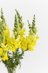 Yellow flowers in the vase on the white background. Snapdragons