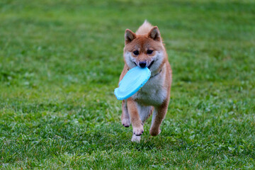 豆柴 生後8か月 フリスビー練習中