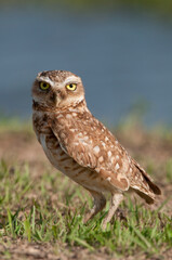 Wild Burrowing Owl (Athene cunicularia) looking at camera, Los Llanos, Venezuela