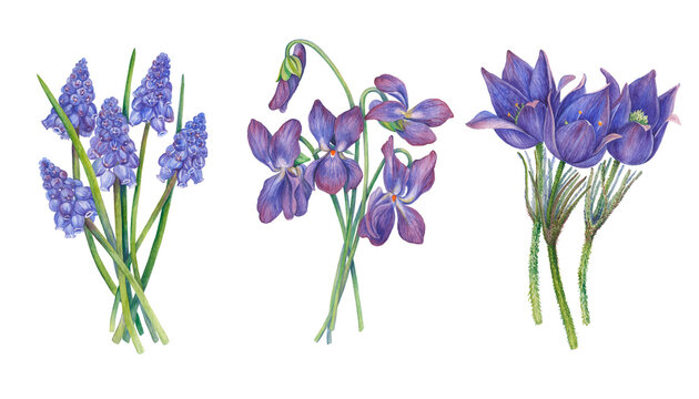 a set of three watercolor images of bouquets of purple spring flowers