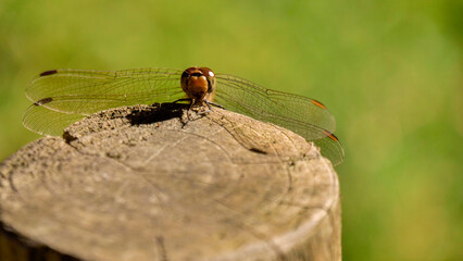 とんぼ © 賢治 木谷