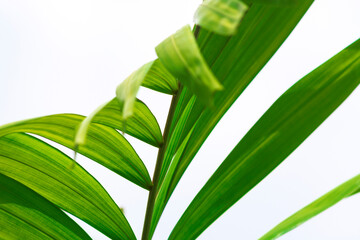 Palm leaves against white background. Lent Season and Holy Week concept.