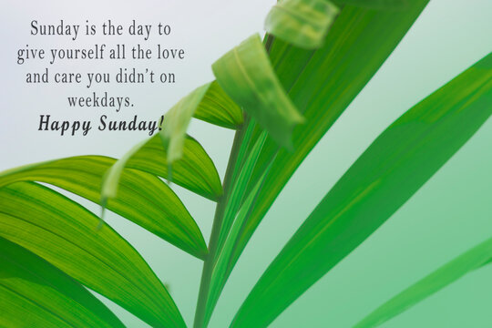 Motivational quote on palm leaves against white background. Sunday quote.