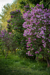 Lilac alley in the city of purple color