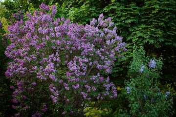 Flowering lilac alley in the city