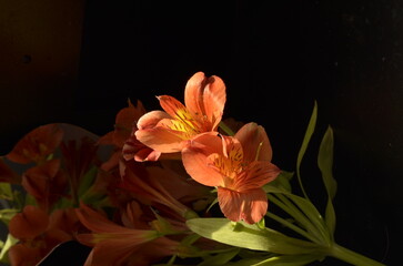 Obraz na płótnie Canvas summer, screensaver, colorful flowers on the background