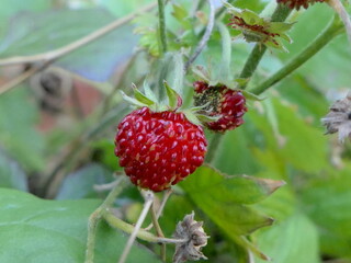Walderdbeere an der Erdbeerpflanze