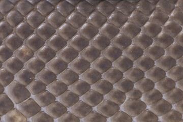 Close Up on  Black Pastel Cinnamon Pythons or Eightball Snake Scale  Texture