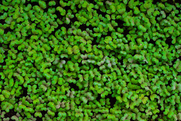 Fresh micro greens of mitsuna sprouts. Concept of healthy food, indoor gardening, balcony garden. 