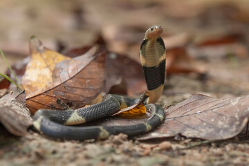 Naja Sumatrana aka Cobra Snake